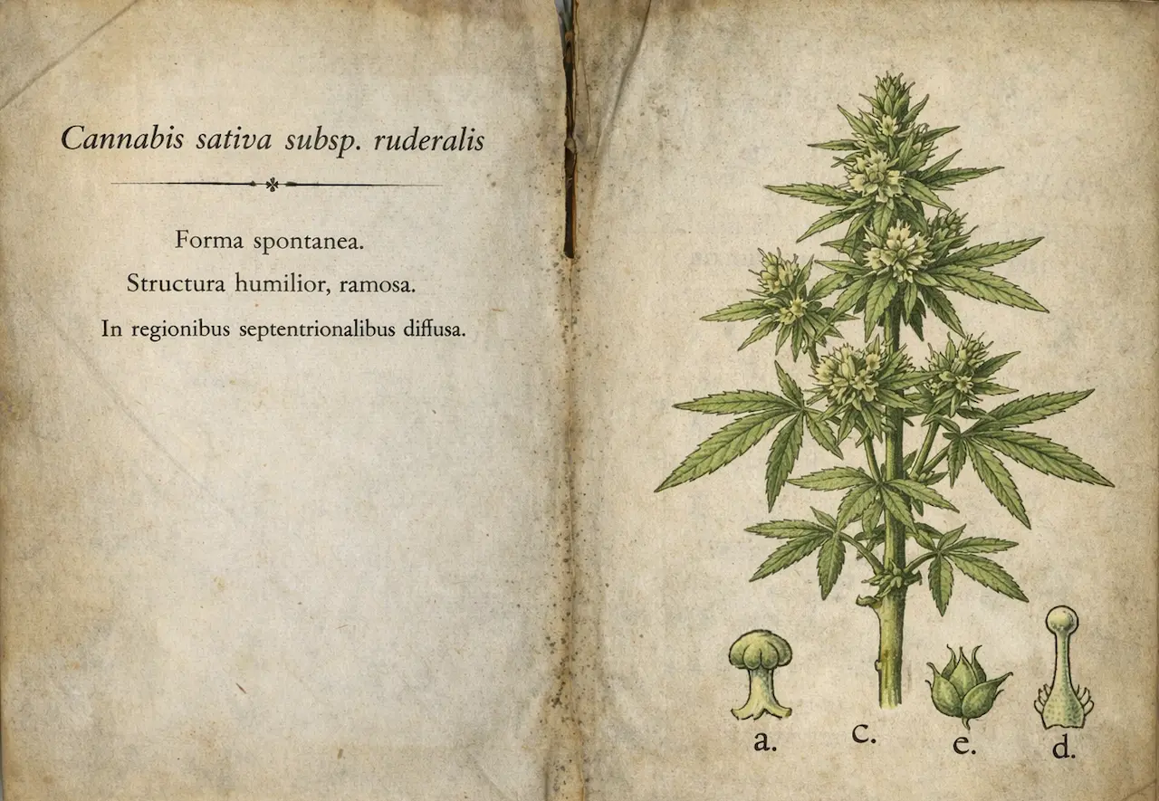 Historische Lehrbuch-Illustration der Cannabis-Ruderalis-Genetik im botanischen Stil